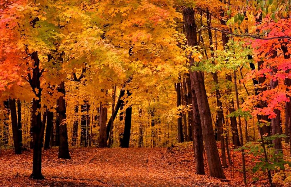 11 best places to see fall colors!!!