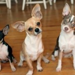 Virgin America offered a group of California Chihuahuas a lift to the New York area on Wednesday, the fifth time the airline has assisted