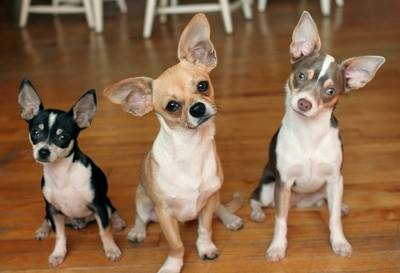 Virgin America offered a group of California Chihuahuas a lift to the New York area on Wednesday, the fifth time the airline has assisted