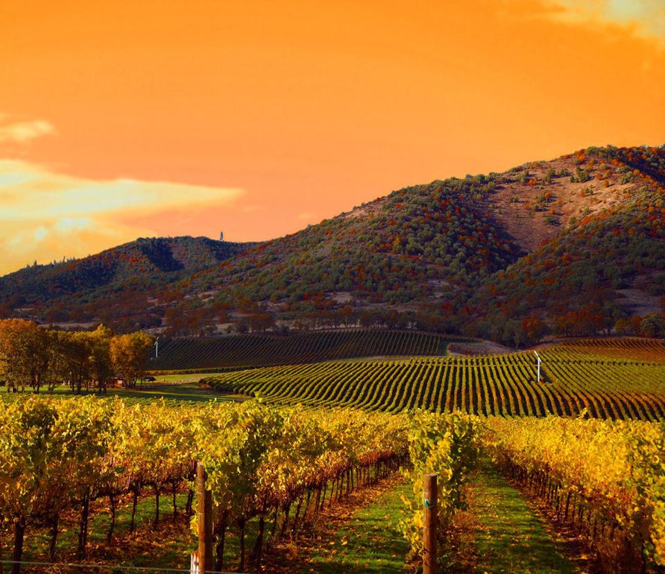 With cutting-edge wineries and a farm-to-table movement that’s never waned, Napa Valley has enduring appeal, click here to escape to wine