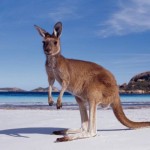 Register for a “seat” on an Air New Zealand plane and once 332 people register , a special discount will be triggered so that each
