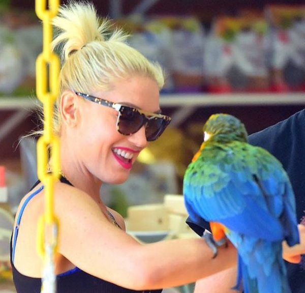 Gwen Stefani Parrot