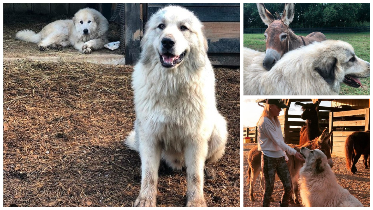 Great Pyrenees Guard Dogs