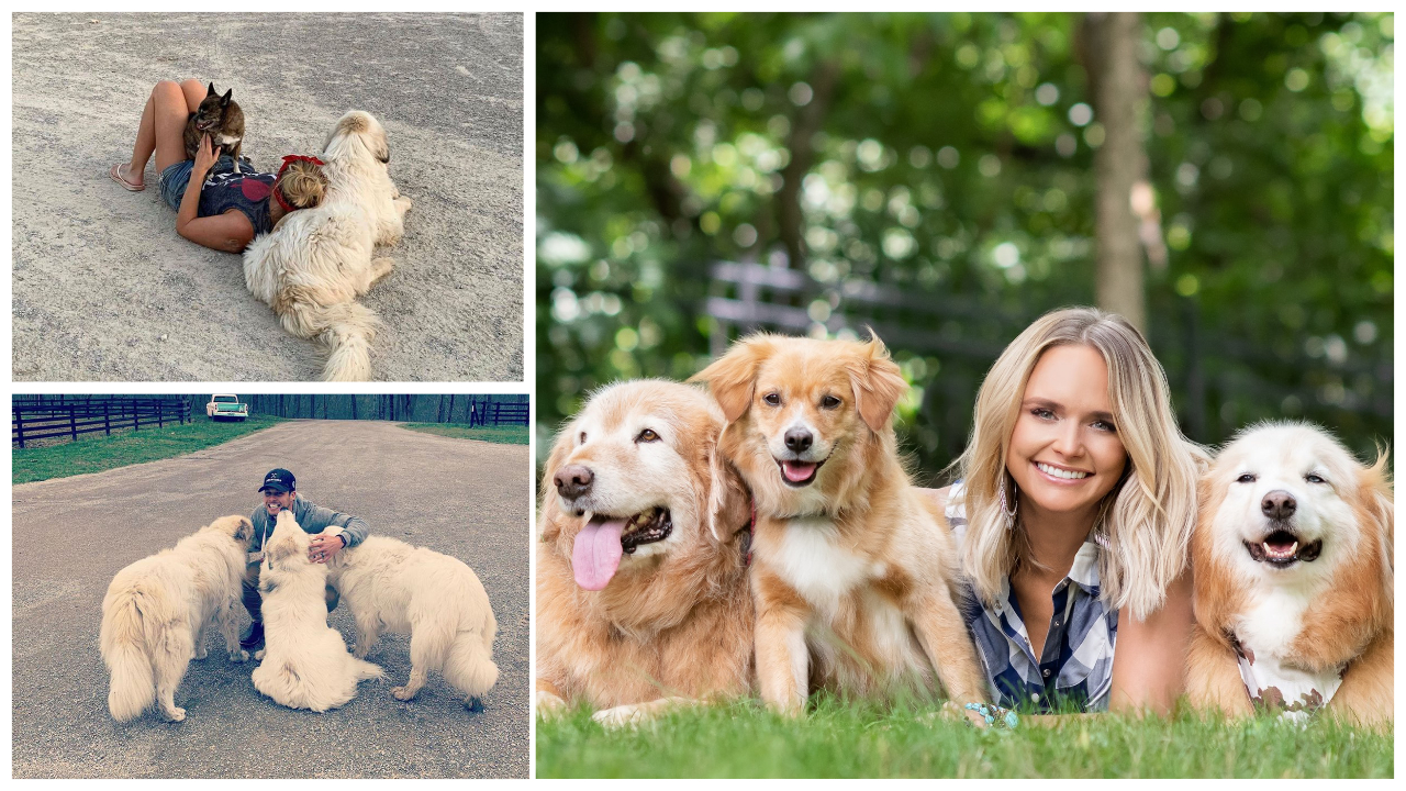 Miranda Lambert's Dogs