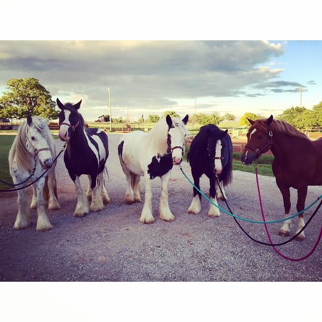 Miranda Lambert Horses