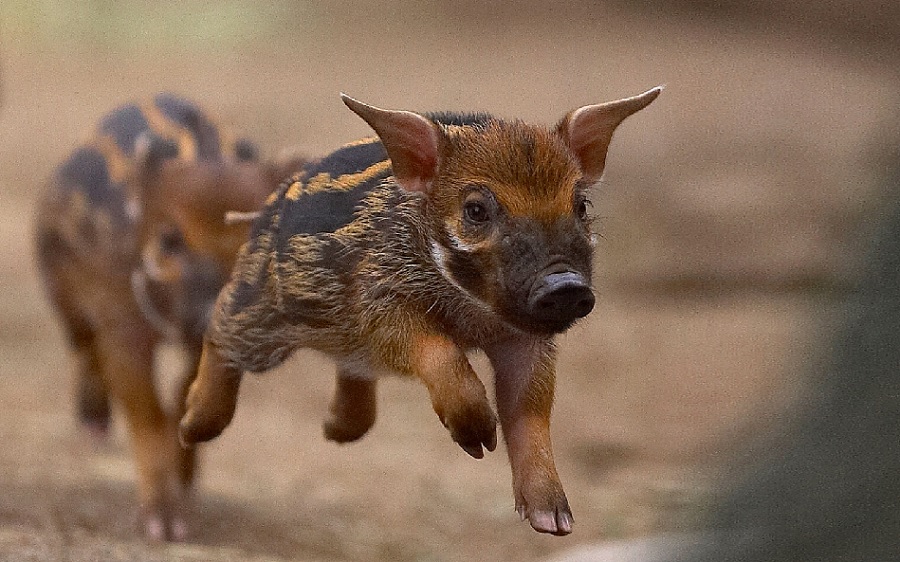 Wild Boar Piglets