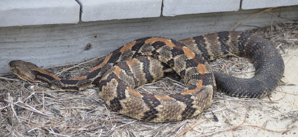 Timber Rattlesnake