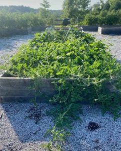 Carrie's Outdoor Garden