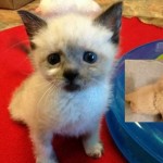 Read the story of cute kitten Tanzy here....
