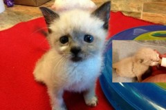 Read the story of cute kitten Tanzy here….