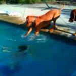 These dogs are upset when the kid dives underwater and one of them tries to rescue him...