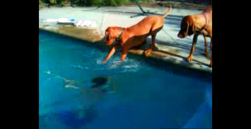 These dogs are upset when the kid dives underwater and one of them tries to rescue him…